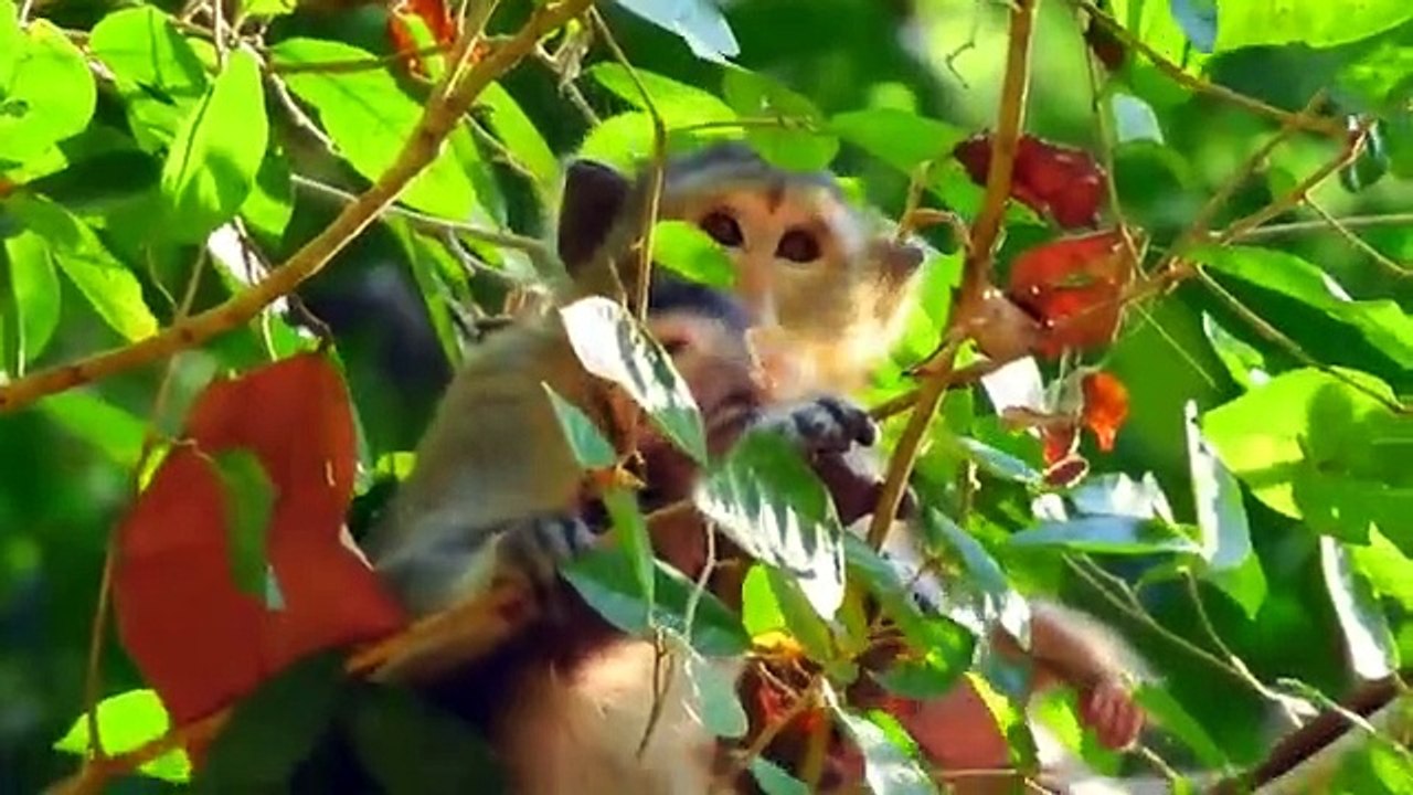 Monkey baby Alba and monkey Anna.... P6