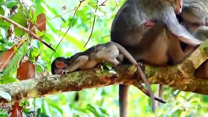 Monkey baby Alba and monkey Anna.... P5