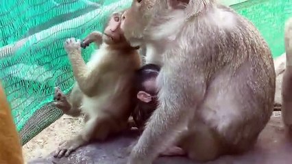 Monkey -monkey Merry and baby Jessic, Baby Lori, Violet