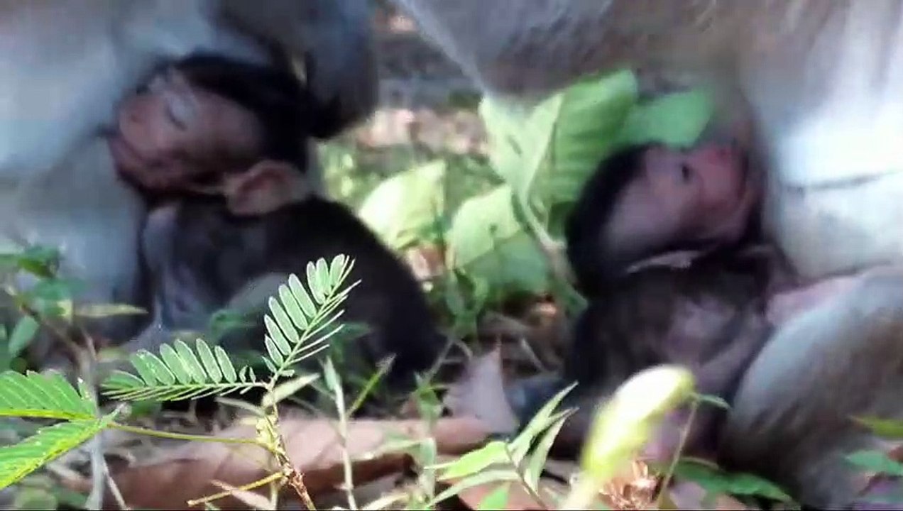Monkey -New baby Sherri