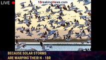 Millions of migrating birds are getting LOST mid-air because solar storms