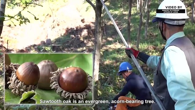 Shiitake mushrooms – The taste of nature