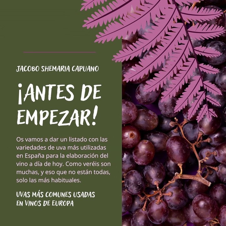 -Jacobo Shemaria Capuano- Uvas más comunes usadas en vinos de Europa: Parte (1) (Creado por @JacoboShemariaCapuano)