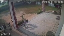 Video: स्कूल के अंदर वैन ने 4 साल की बच्ची को कुचला, सामने आया CCTV में कैद दर्दनाक हादसा