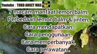 tanaman lemon balm dan manfaatnya