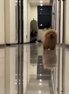 Dogs Funny Moments | Dogs Funny Compilation | Animals Funny Moments | Cute Pets | Funny Animals #dogs #pets