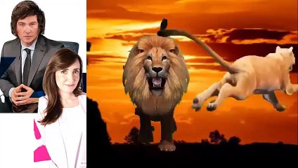 LEONES EL REY LEON , EN LA SABANA AFRICANA .