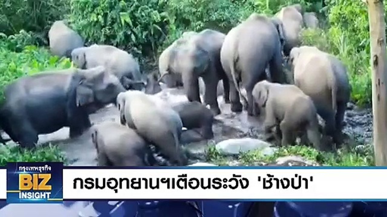 กรมอุทยานฯเตือนระวัง ‘ช้างป่า’ หากินทำลายพืชผลการเกษตร