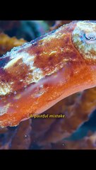 Animal Kingdom World 2023 (Episode 1) #shorts #fypシ #animalkingdomclass11 #animalworld #animals