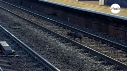 Vede un'ombra sui binari: quando il treno si ferma, agisce subito (Video)