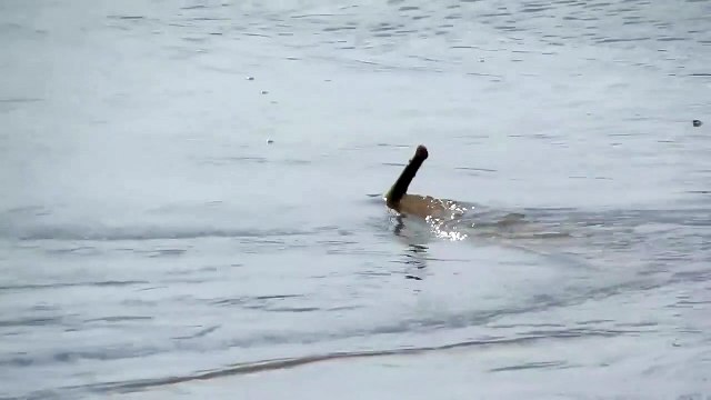 Mais quel est cette créature filmée dans une rivière du brésil... Monstre marin