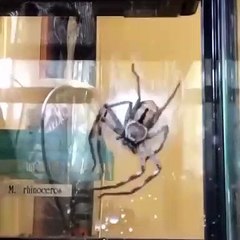 Une araignée tisse son sac d'oeuf