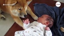 Shibu Inu-Hündin lernt das Baby der Familie kennen: Wie sie reagiert, ist einfach herzerwärmend!