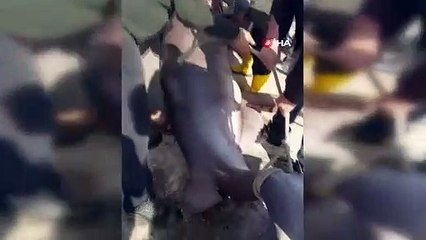 Ils ont pris un selfie avec un requin d'une tonne