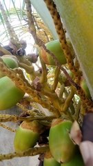 pohon kelapa berbuah masih muda