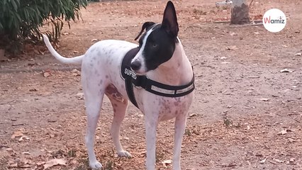 Ce chien est enfermé dans un jardin car sa maîtresse est trop malade pour s'en occuper : il cherche un nouveau foyer