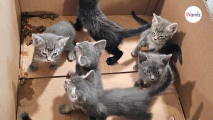 Auto rallenta davanti al rifugio e lascia una "sorpresa" che fa indignare il personale