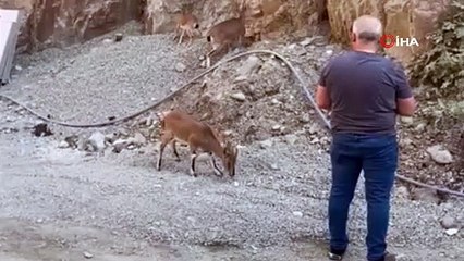 Onlar şantiyenin davetsiz misafirleri