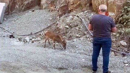 Des chèvres sauvages ont été aperçues sur le site du barrage de Yusufeli