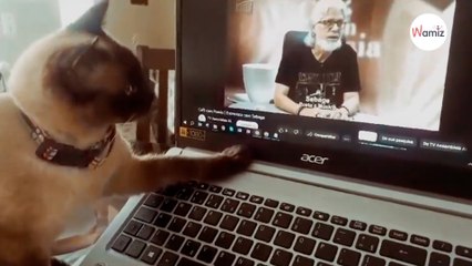 Cat watches video of late owner: What happens next is incredible (video)