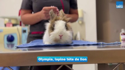 Olympia, lapine en train de se faire soigner par la vétérinaire Chloé à Bidart
