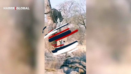 Leopar ile kobra yılanı birbirlerine saldıracak cesareti bulamadı!