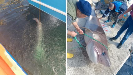 Teknesine çekemediği 4 metrelik köpek balığını, yüzdürerek iskeleye getirdi