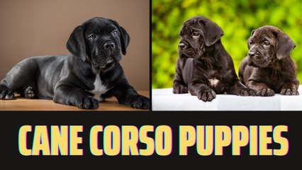 Cane Corso Puppies: Why They're the Perfect Companion for Your Family
