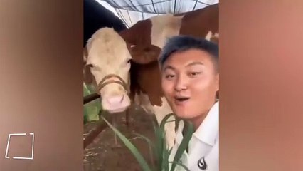 Kendisiyle dalga geçilince küsen inek