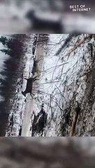 Fearless Joey Saves the Day: Wolf vs. Deer Drama! || Best of Internet