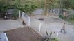 ‘Crazed’ wild boar rams garden gate and attacks terrified resident