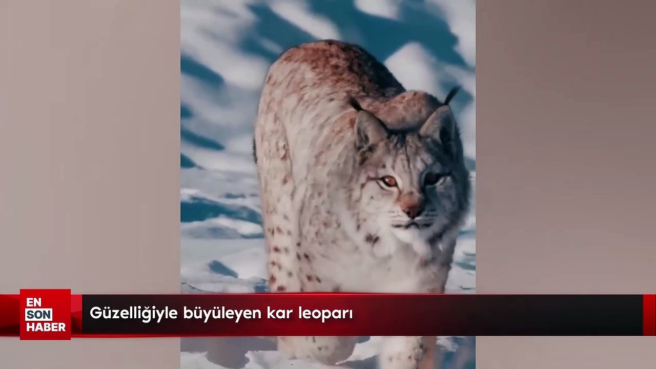 Güzelliğiyle büyüleyen kar leoparı