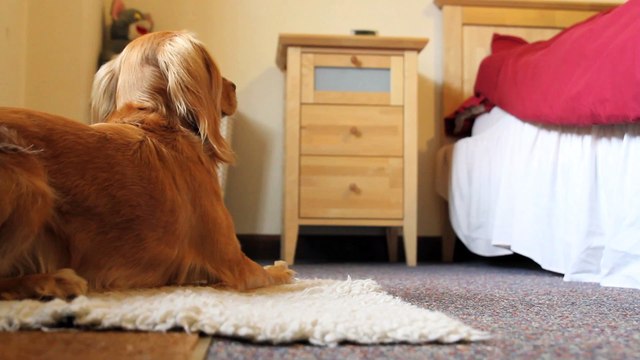 Hearing Dogs for Deaf People - alarm clock