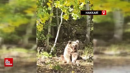 Yüksekovalı doğasever Nemrut’un ayılarını görüntüledi