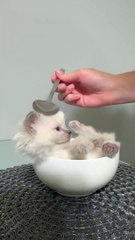 La petite soupe la plus mignonne