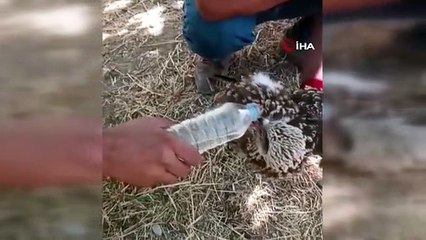 Un jeune oiseau noir fatigué pendant la migration a reçu de l'eau provenant d'une bouteille.