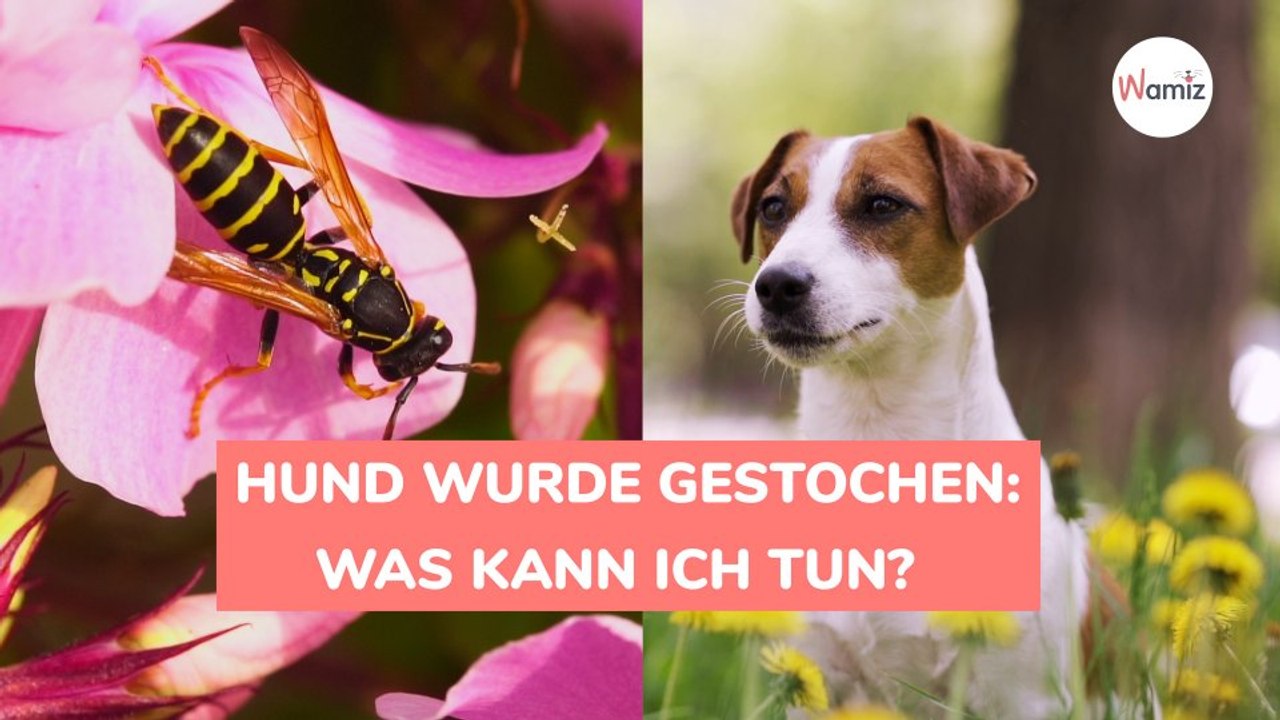 Hund wurde gestochen Was kann ich tun