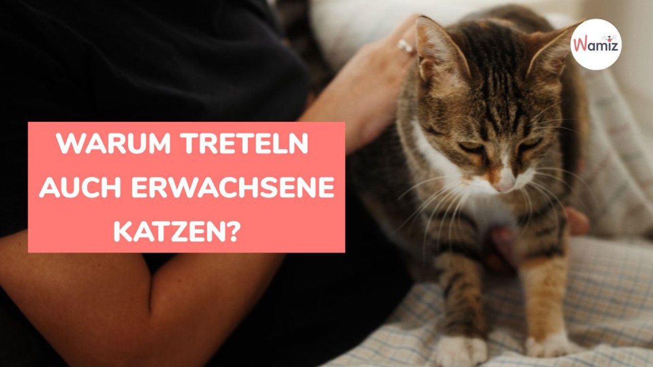Warum treteln auch erwachsene Katzen