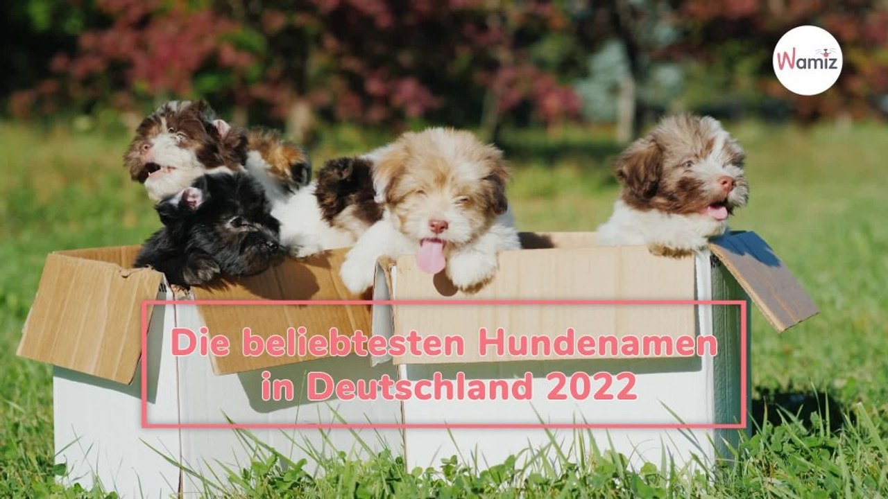 Die beliebtesten Hundenamen in Deutschland 2022