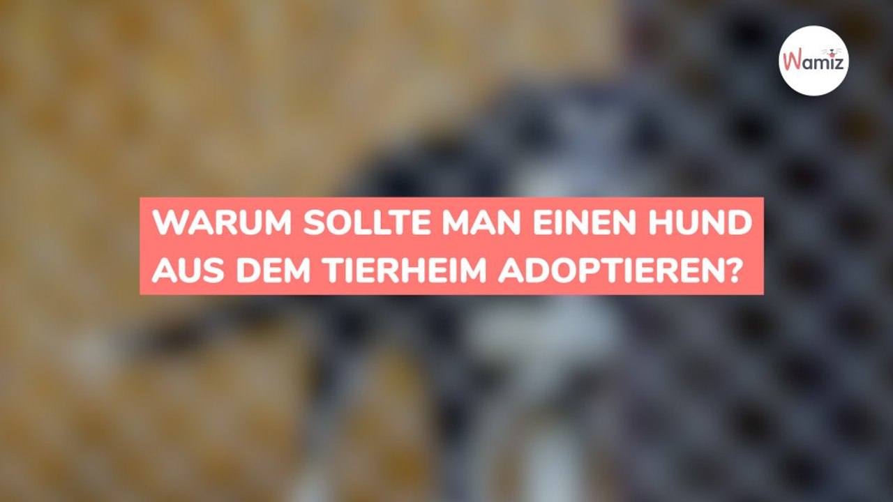 Warum sollte man einen Hund aus dem Tierheim adoptieren