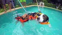 A Day in the Life of a Doggy Daycare