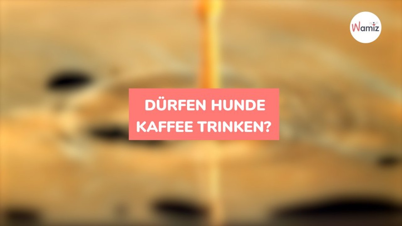 Dürfen Hunde Kaffee trinken