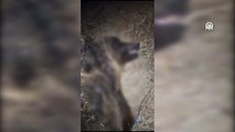 Tırın çarptığı ayının ölümüne üzülen ormancı sosyal medyada ilgi odağı oldu