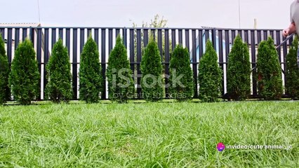 The Language of Dog Play: Decode the Behaviors