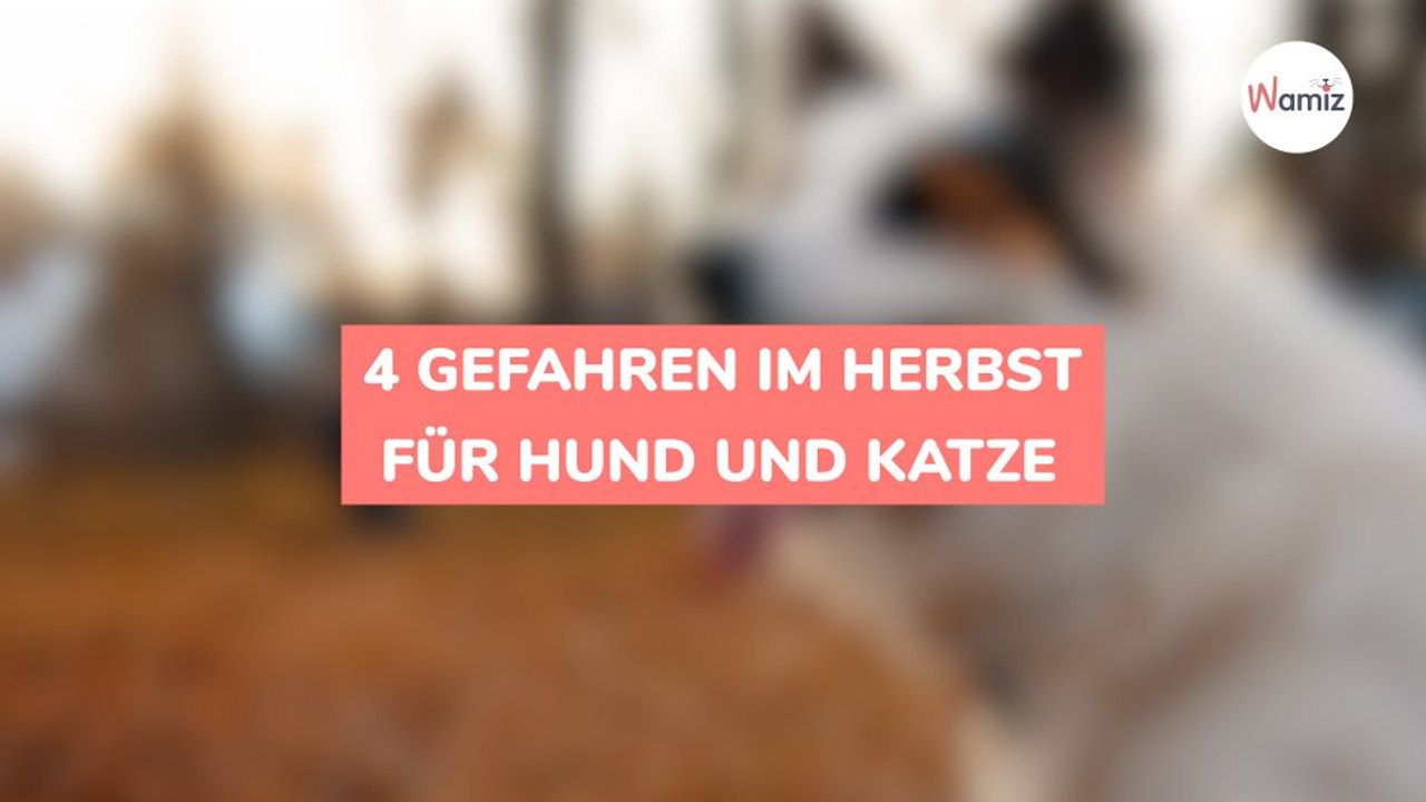 4 Gefahren im Herbst für Hund und Katze