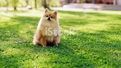 Famous Dogs of the Internet: Viral Pups We Adore