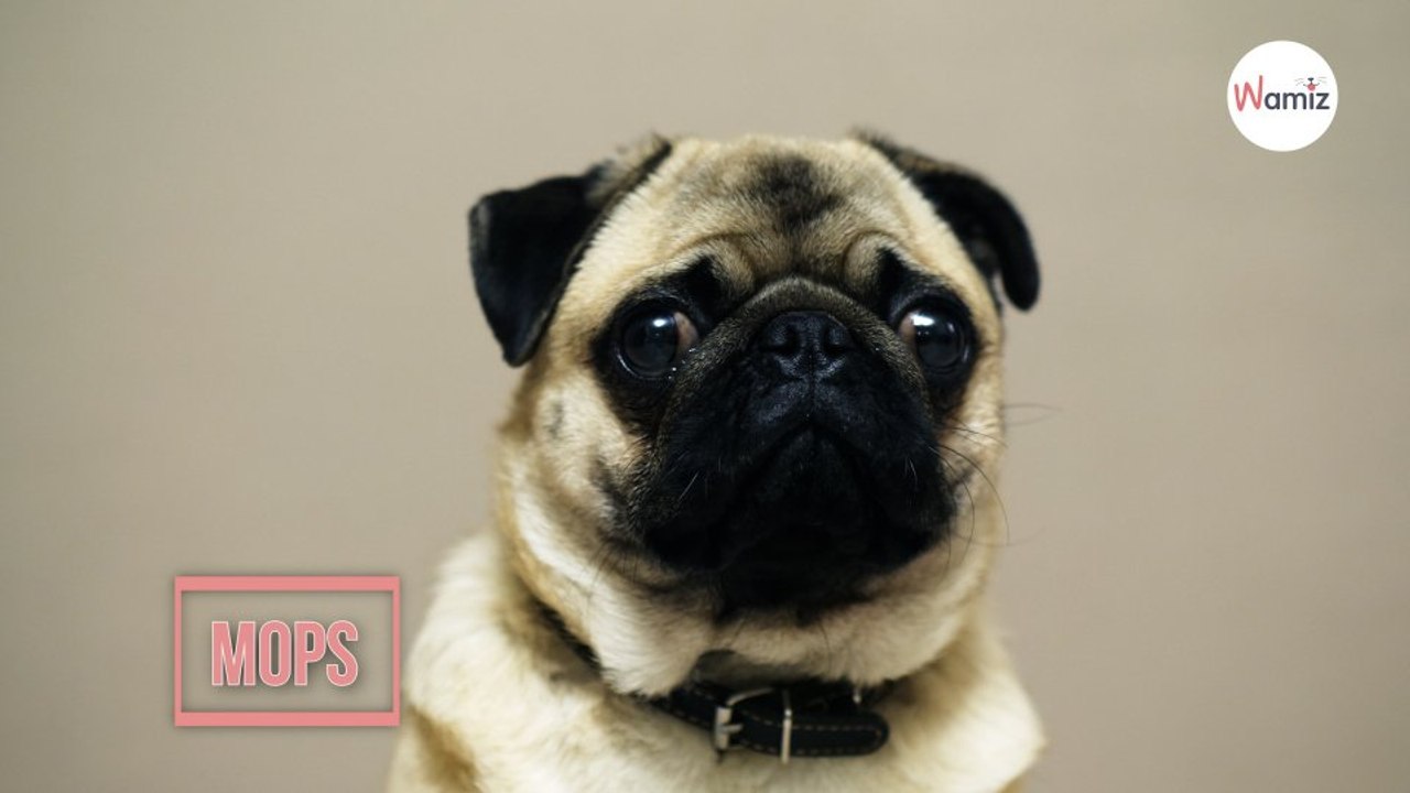 Mops