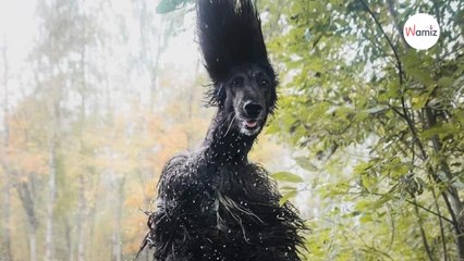 Réalité ou générée par une intelligence artificielle ? La photo d’un chien intrigue des millions d’internautes