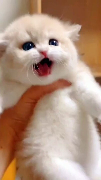 If you love cute cats, please follow me! #cutecat #catvideos #kitten #adorable #cats #cute