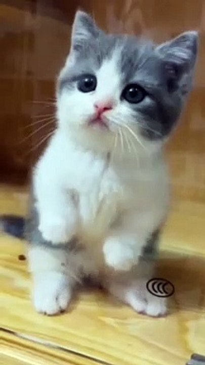 baby funny cat